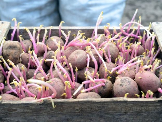 How to plant potatoes in a garden