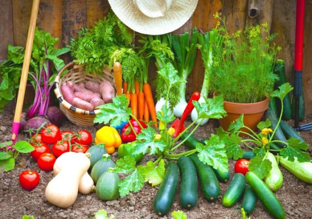 Easy vegetables to plant in garden