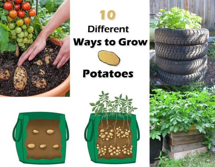 How to plant potatoes in a garden